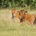 Hobbs Parker Cattle Sales