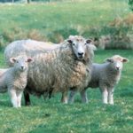 Ashford Market Sheep Sales