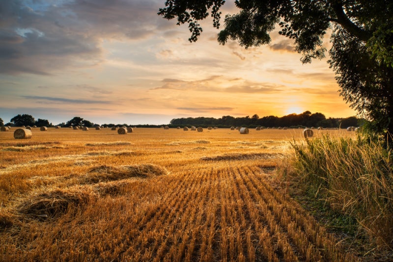 Rural landscape image of Summer sunset over field of hay bales