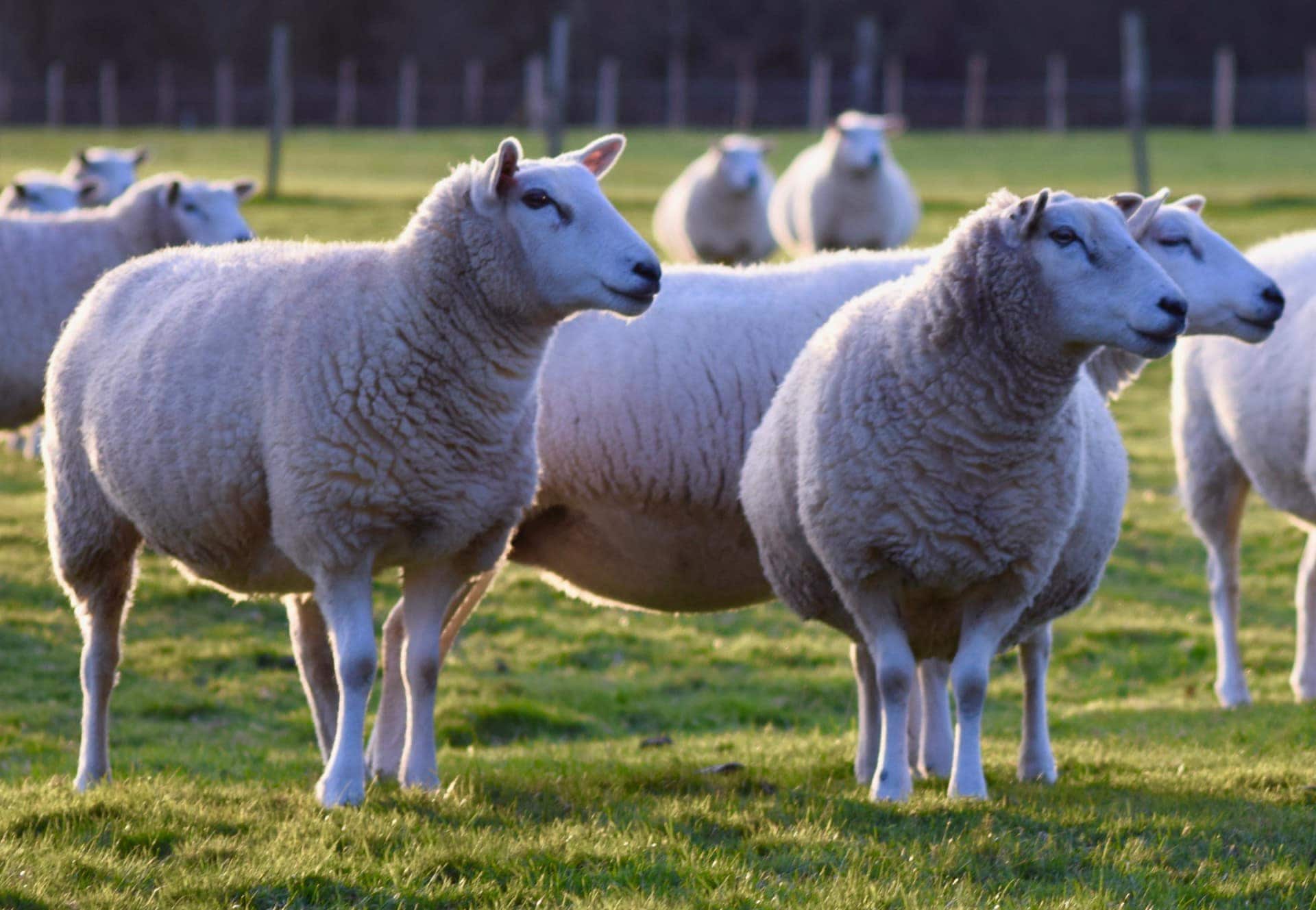 Sheep Sale Reports Hobbs Parker