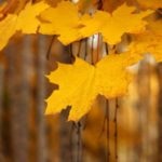 Autumn Leaves