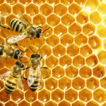 Local beekeeper
