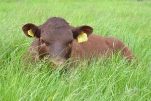 cattle-sussex-in-field-simonwright