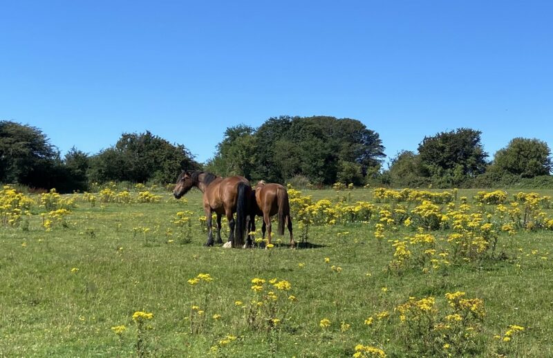 Sale of development land for 34 new houses at Capel-Le-Ferne