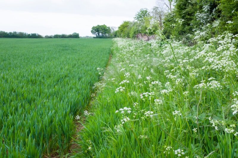 Sustainable Farming Incentive (SFI) applications open in September