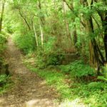 Ham Street Woods