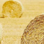 Hay and Straw