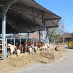 Animal Health and Welfare Grant announced