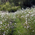 Tips to help you establish a great Wild Garden