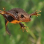 Great Crested Newt