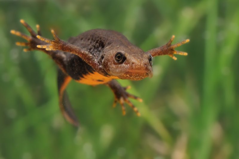 Great Crested Newt