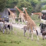 Port Lympne