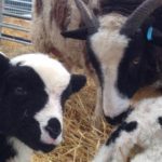 Sheep