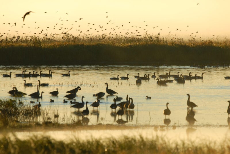 Local Nature Recovery (LNR) and Landscape Recovery (LR)