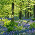 King's Wood